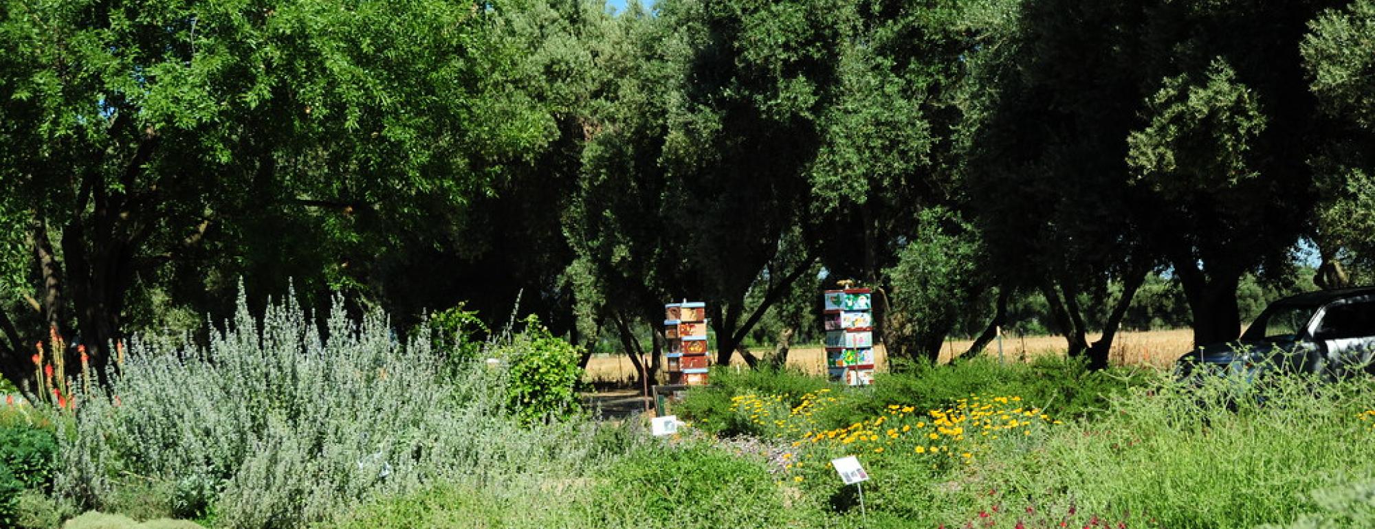 bee garden