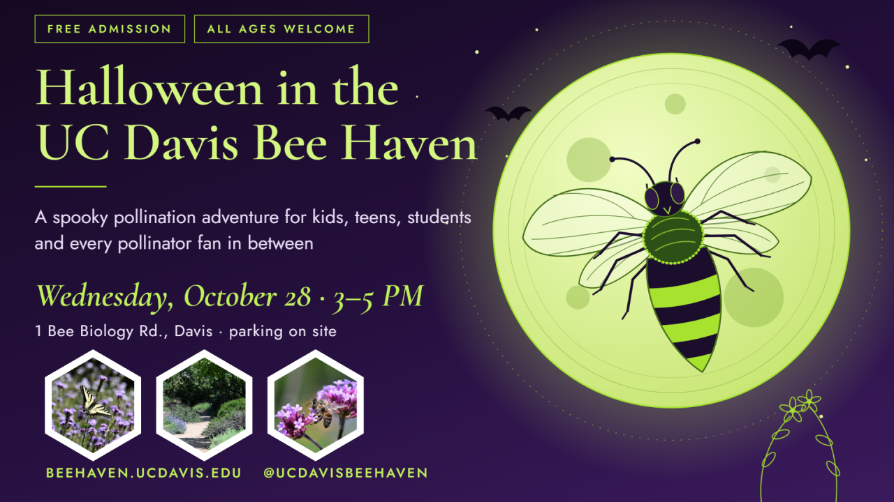 Halloween poster for UC Davis Bee Haven — green moon, cartoon bee on purple background