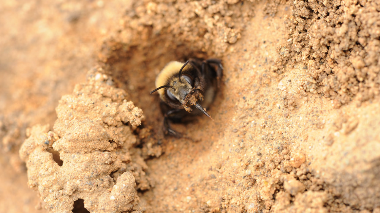 Bee emerging from a sandy burrow