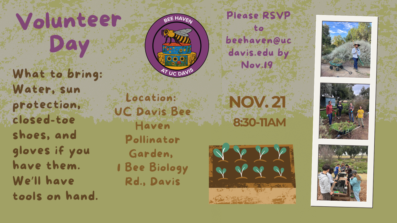 Volunteer Day flyer - UC Davis Pollinator Garden, Nov 21; volunteer photos, logo