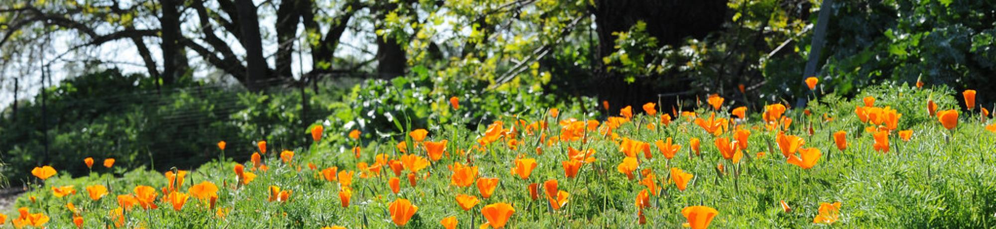 poppys